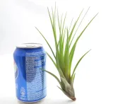 tillandsia-melanocrater-l-16-cm-rodzaj-rosliny-inny