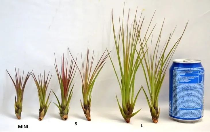 tillandsia-melanocrater-l-16-cm-kod-produktu-917