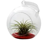 tillandsia-ionantha-rubra-kompozycja-7
