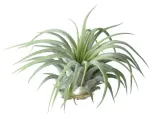 tillandsia-ionantha-rubra-kompozycja-7-rodzaj-rosliny-inny