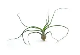 tillandsia-bulbosa-l-12-cm