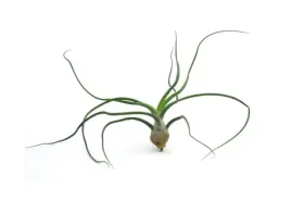 tillandsia-bulbosa-l-12-cm