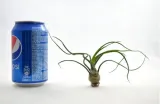 tillandsia-bulbosa-l-12-cm-rodzaj-rosliny-inny
