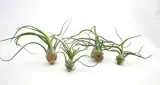 tillandsia-bulbosa-l-12-cm-rodzaj-rosliny-inny-kod-produktu-896