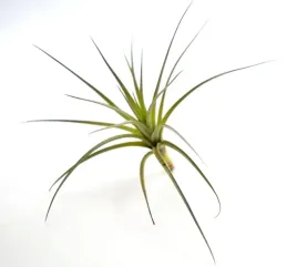 tillandsia-tenuifolia-r-10-cm