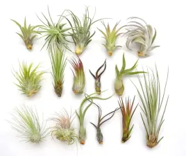 tillandsia-zestaw-x-16-szt-airplants-ekstra
