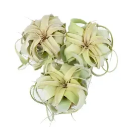 tillandsia-xerographica-oplatwa-x-3-szt
