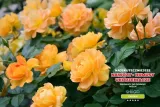 nawoz-do-roz-5-kg-shugo-kod-producenta-shugo-bag-5kg
