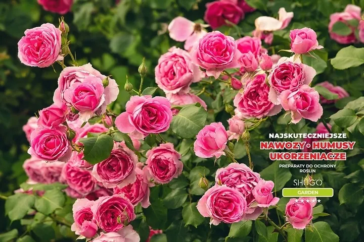 nawoz-do-roz-5-kg-shugo