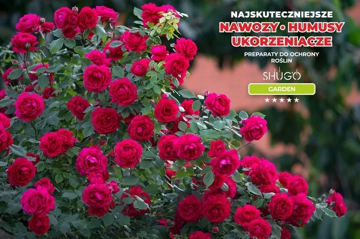 nawoz-do-roz-5-kg-shugo-stan-nowy