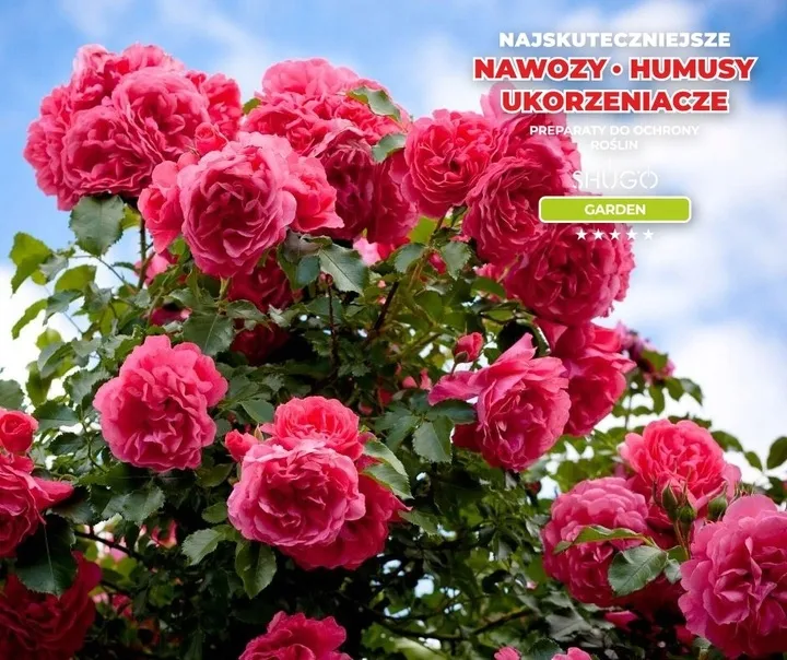 nawoz-do-roz-5-kg-shugo-stan-nowy