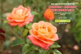 nawoz-do-roz-5-kg-shugo-stan-opakowania-oryginalne-producent-yara