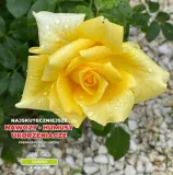 nawoz-do-roz-5-kg-shugo-stan-opakowania-oryginalne-rodzaj-inny
