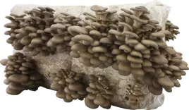 balot-15kg-boczniak-ostrygowaty