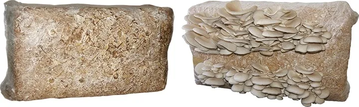 balot-15kg-boczniak-ostrygowaty-stan-opakowania-oryginalne