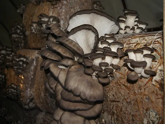 balot-15kg-boczniak-ostrygowaty