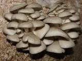 balot-15kg-boczniak-ostrygowaty-rodzaj-inny