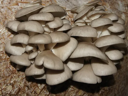 balot-15kg-boczniak-ostrygowaty