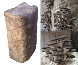 grzybnia-boczniaka-duzy-balot-kostka-okolo-15kg