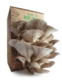 grzybnia-do-uprawy-domowej-boczniak-ostrygowaty