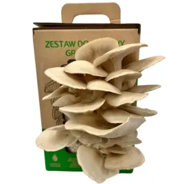 boczniak-ostrygowaty-mushrooms-grow-kit-wlasna-uprawa-w-domu