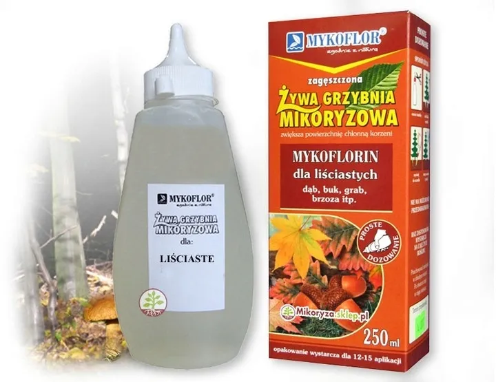 mikoryza-dla-drzew-lisciastych