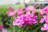 ziemia-do-pelargonii-20l-flora-stan-nowy