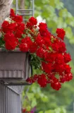 ziemia-do-pelargonii-20l-flora-rodzaj-ziemia-uniwersalna