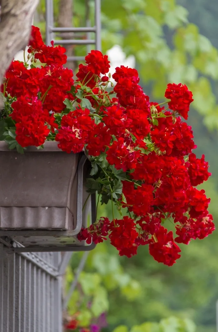 ziemia-do-pelargonii-20l-flora-stan-nowy