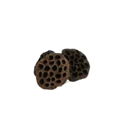 lotos-duzy-10-cm