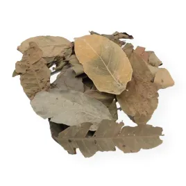 liscie-z-dzungli