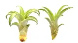 tillandsia-capitata-s-6-7-cm