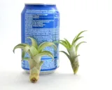 tillandsia-capitata-s-6-7-cm-rodzaj-rosliny-inny
