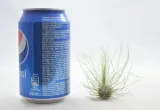 tillandsia-argentea-l-7-8-cm-rodzaj-rosliny-inny