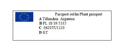 tillandsia-argentea-l-7-8-cm-kod-produktu-892