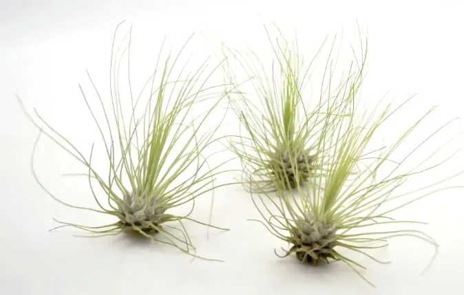 tillandsia-argentea-l-7-8-cm-rodzaj-rosliny-inny-kod-produktu-892