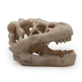 mala-czaszka-dinozaura-t-rex-8cm