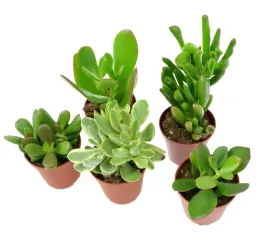 crassula-zestaw-5-szt-8-12-cm-mix-nr-1-p5
