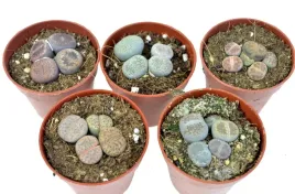 lithops-zywe-kamienie-zestaw-5-szt-mix-nr-1-p5