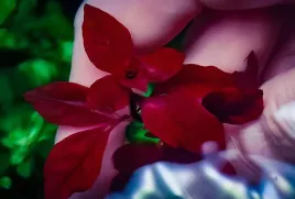 ludwigia-mini-sp-super-red-drobna-piekna-czerwona-roslina-do-akwarium