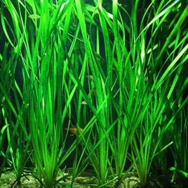 vallisneria-spiralis-nurzaniec-srubowy-piekna-i-latwa-roslina-do-akwarium