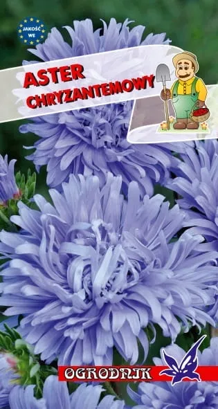 aster-chryzantemowy-niebieski-1g-o