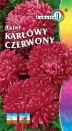 aster-karlowy-czerwony-1g-l