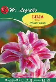 lilia-distant-drum-orientalna-pelna-w-legutko