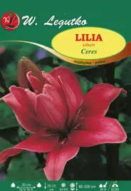 lilia-ceres-azjatycka-pelna-w-legutko