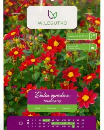 dalia-ogrodowa-strawberry-w-legutko-25-30-cm