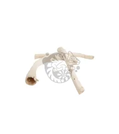 naturalne-korzonki-copi-cone-13-16-cm