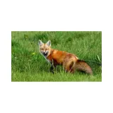 hubertus-wabik-na-lisa-stan-nowy