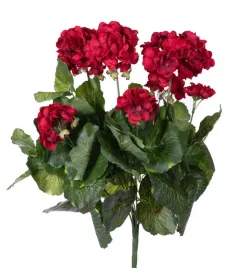 pelargonia-czerwona