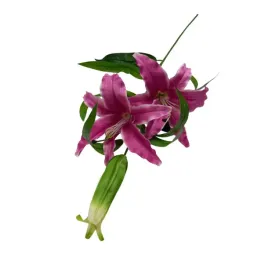 kwiaty-dekoracyjne-galazka-lilii-fiolet